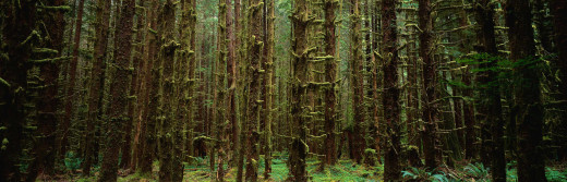 439246 (a): :3750x1200